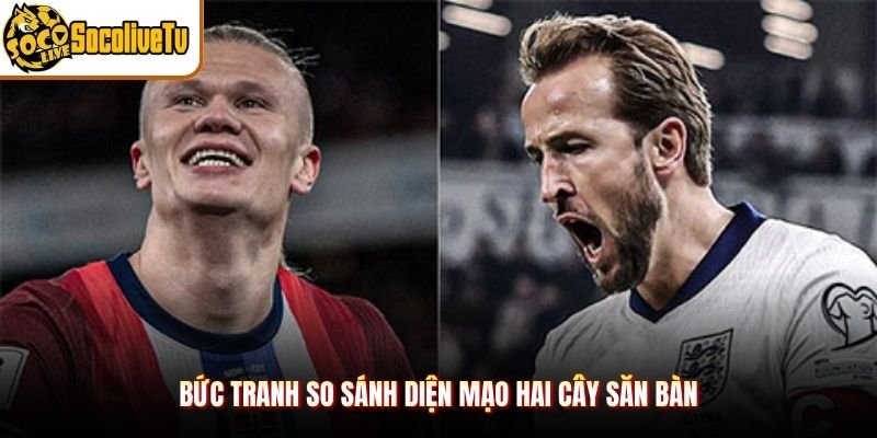 Bức tranh so sánh diện mạo hai cây săn bàn